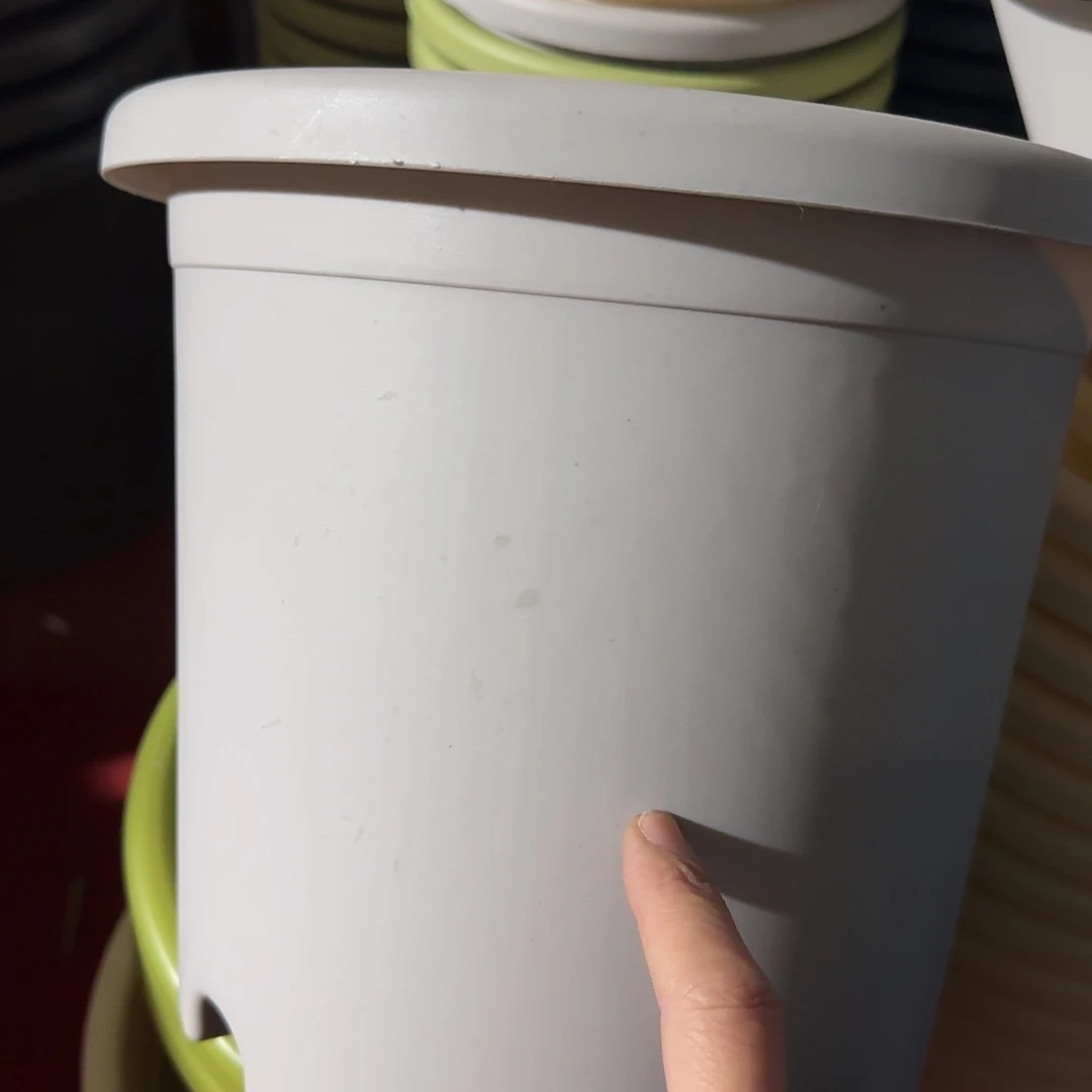 树脂四季4号带托8个灰白微瑕