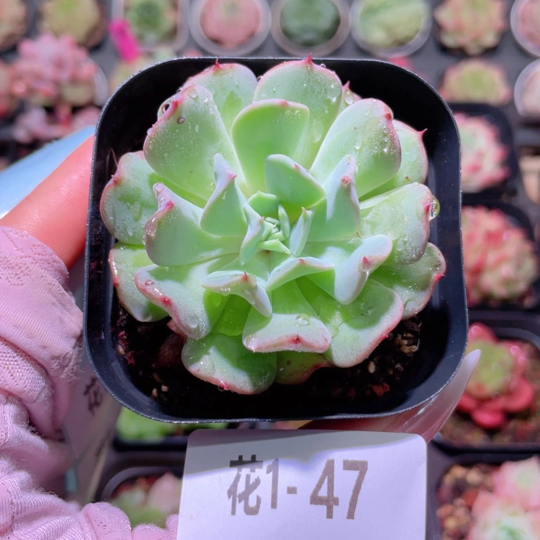 花利美1-47飞行少年