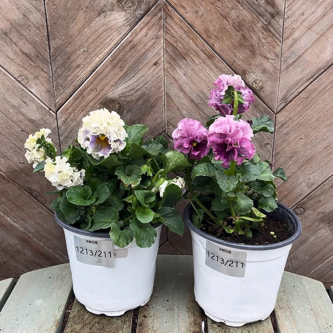 完全开放1213/211