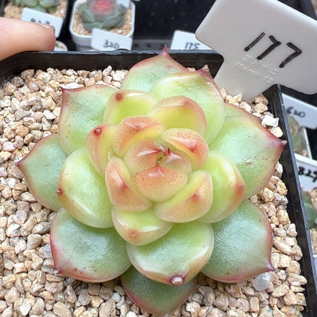 177号空灵珍妮 晗雨多肉