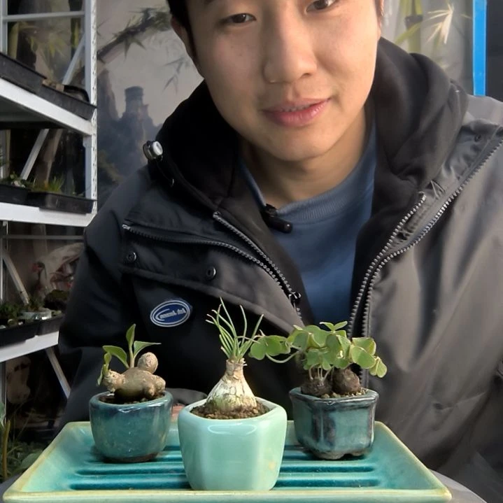 范****烦小盆景小植物一物一拍55