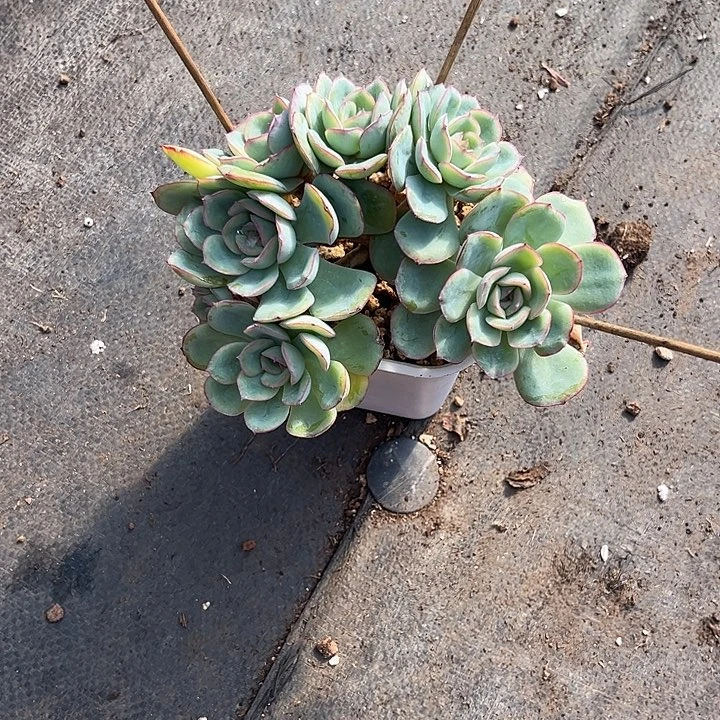 擎***天多肉植物橙露朵朵