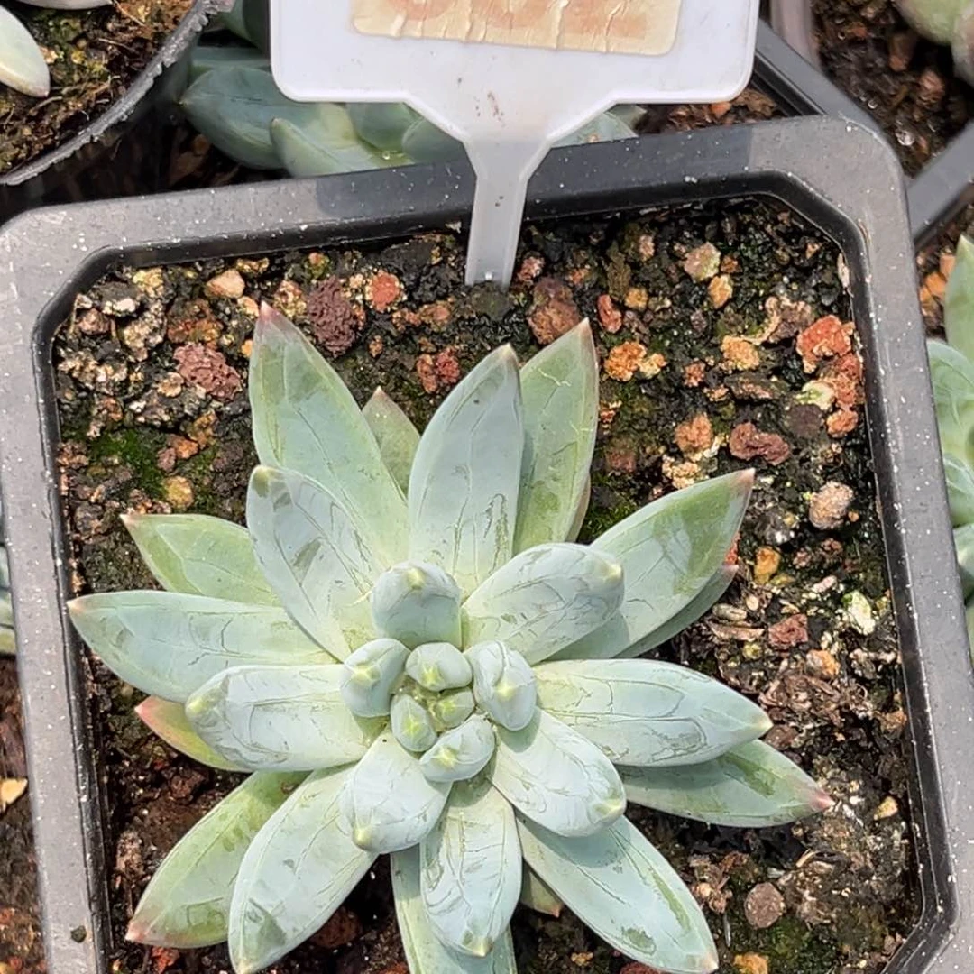 多肉植物琉璃美人032