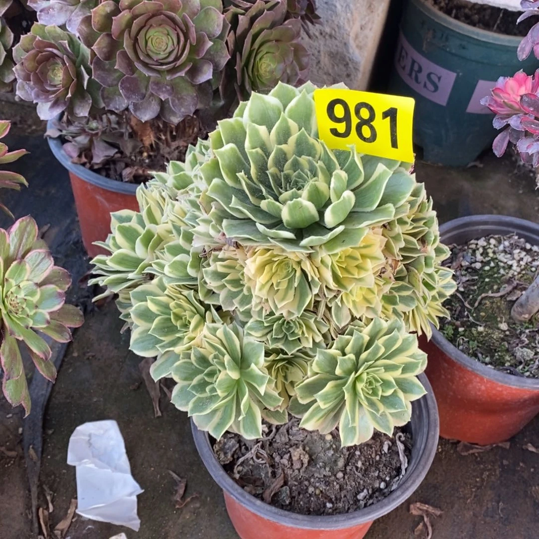 燕宁多肉法师981