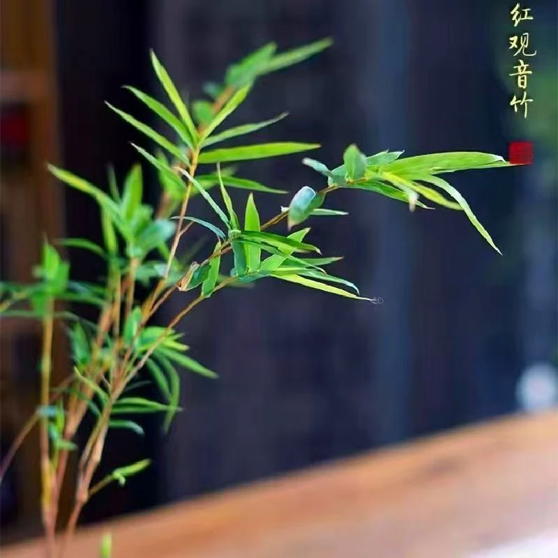 【直播间一物一拍】网红观音竹绿植红竹佛肚竹易养活室内外盆栽