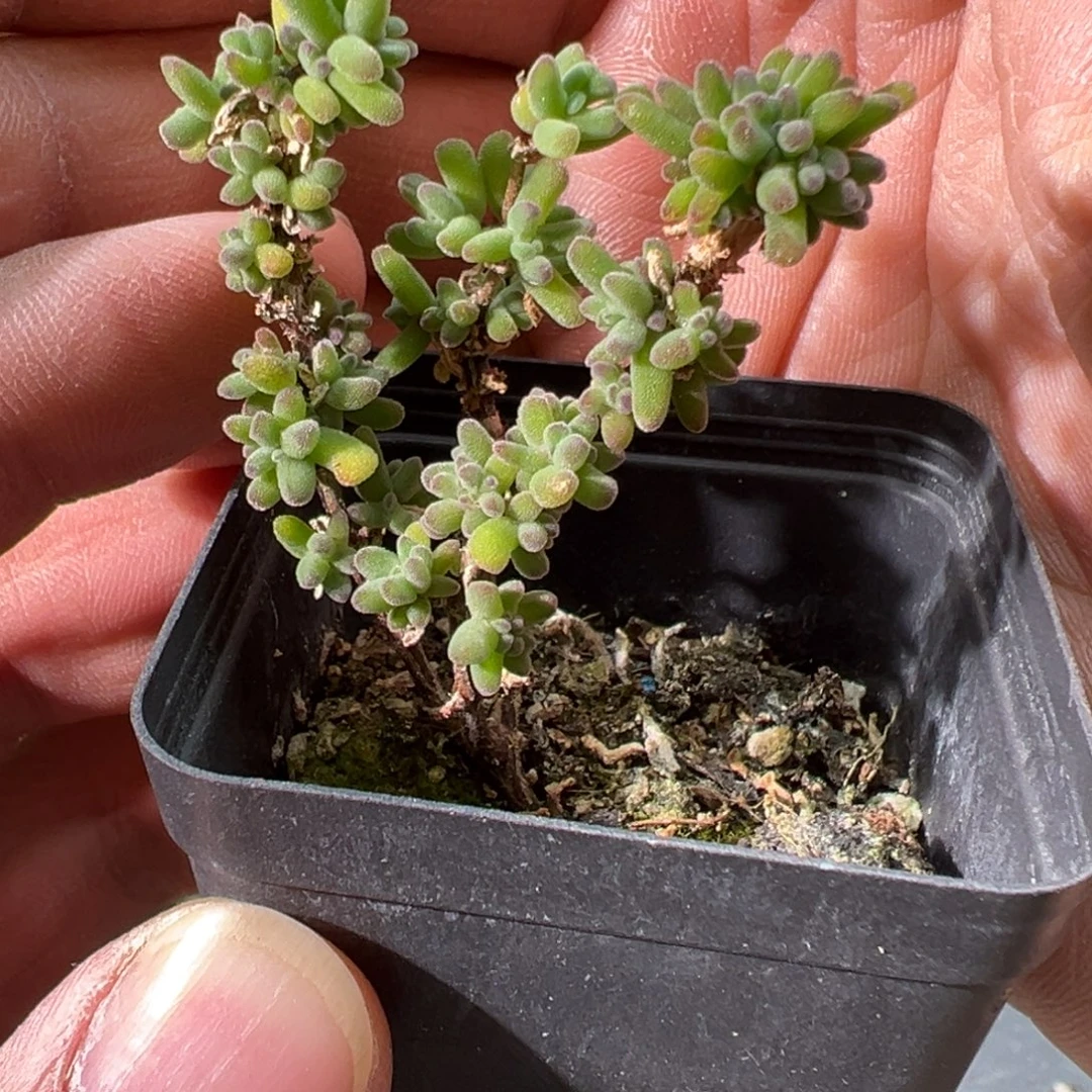 水晶海葵55杯老桩福利