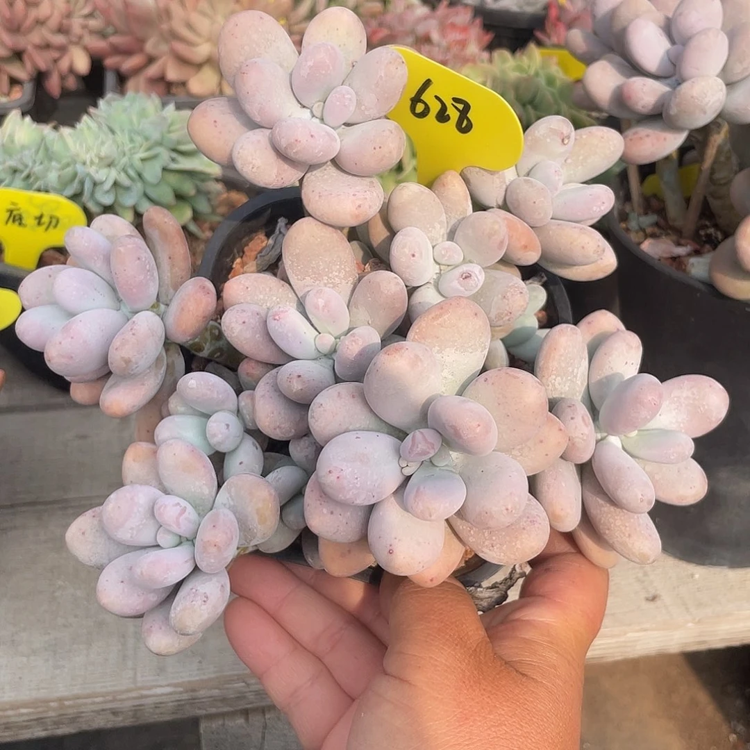 烟美人多肉植物群生628