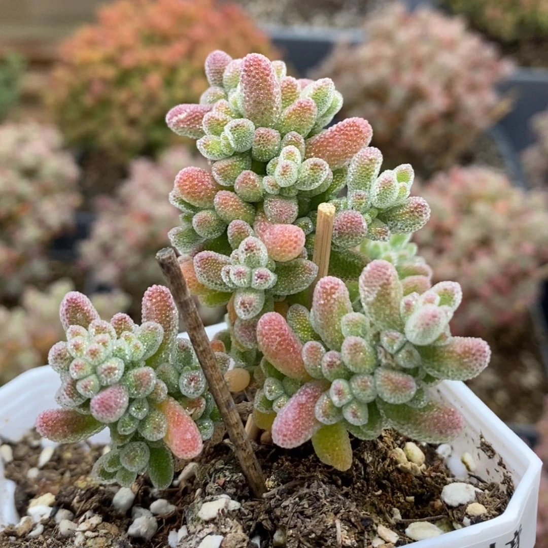 茹优选冰晶5289枝干番杏