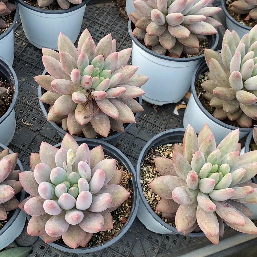 单头红蜻蜓1颗多肉植物