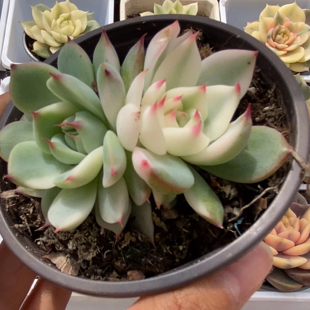 339锦锦锦锦锦锦锦锦