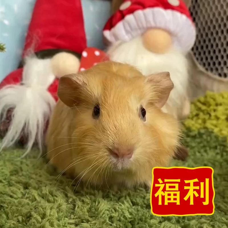 25666荷兰猪豚鼠活体宠物天竺鼠直播挑选英短妹妹（C30）