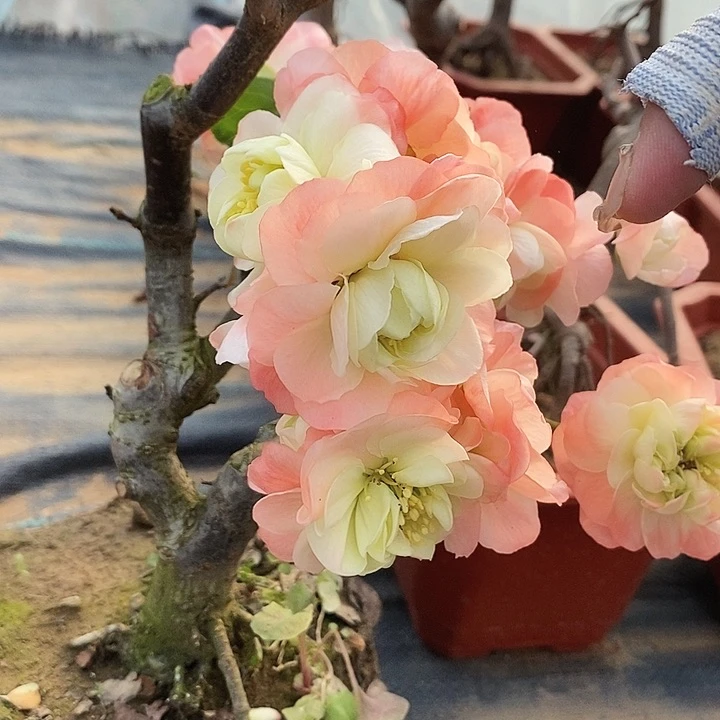 原生初心海棠依旧盛开时节