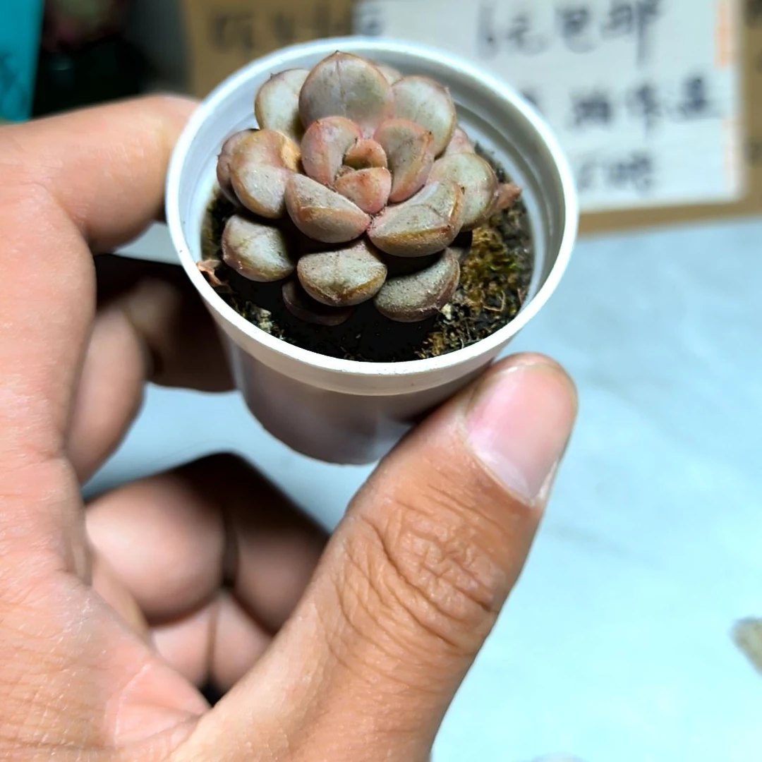 满6元包邮，拇指盆葡萄多肉