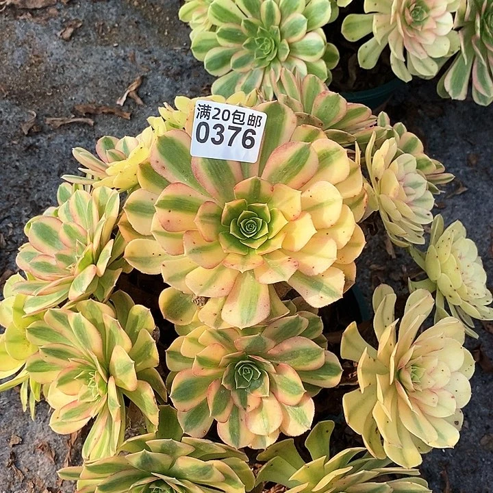 0376 一颗雨何法师