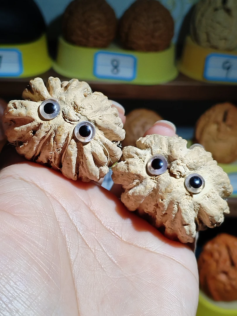 印尼野生猫头鹰招财猫菩提籽