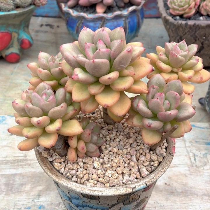 多肉植物 奶油鳄梨-4