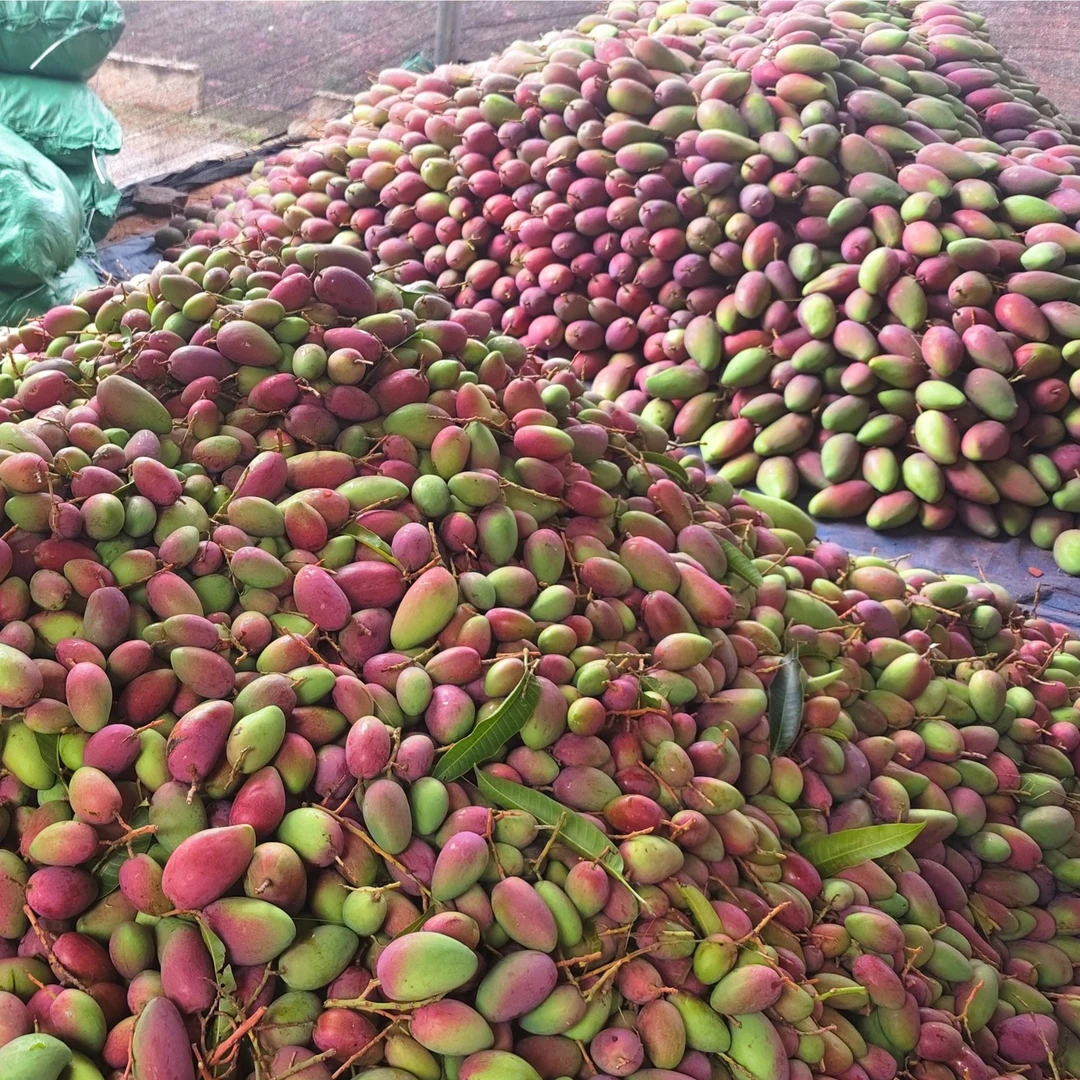 云南永仁金沙江畔芒果贵妃芒新鲜水果香甜多汁肉质细腻3斤5斤小果