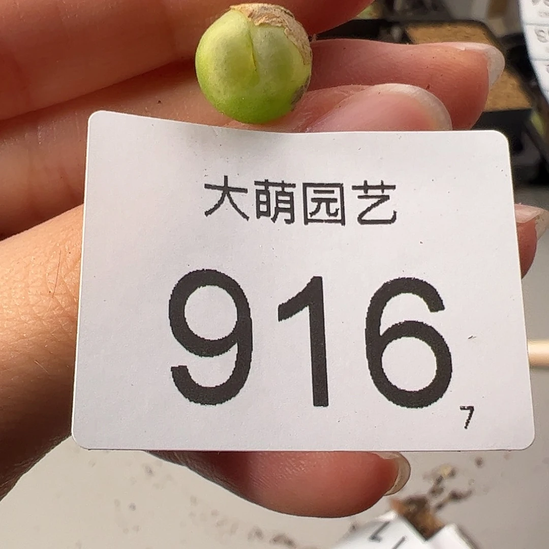 0000916 一物一拍。