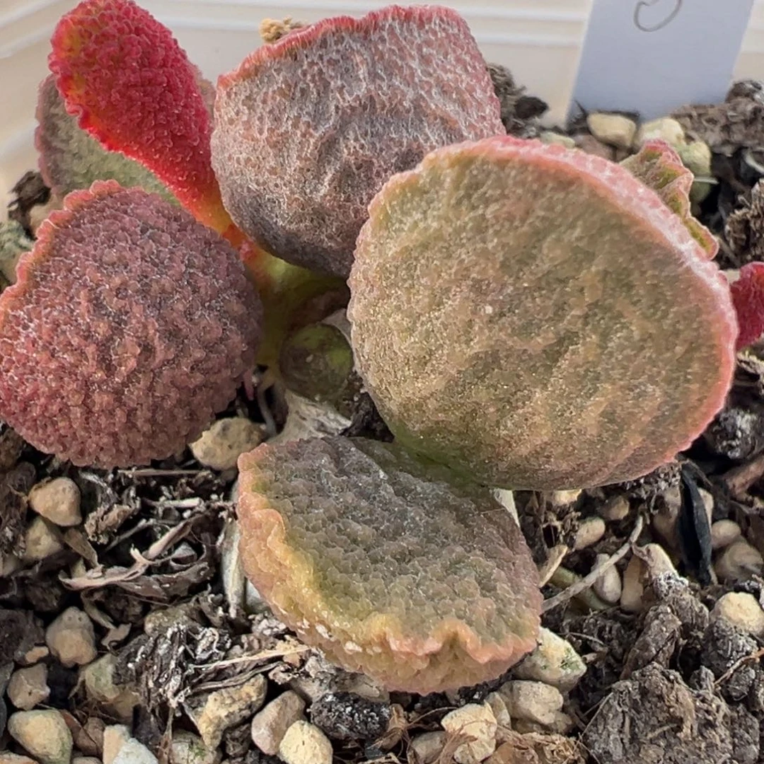 特价实生新品多头纯木质桩多肉植物