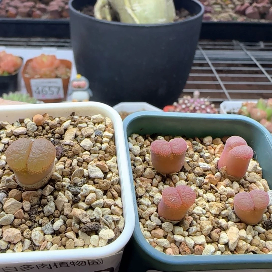 旧**5054大白多肉植物园