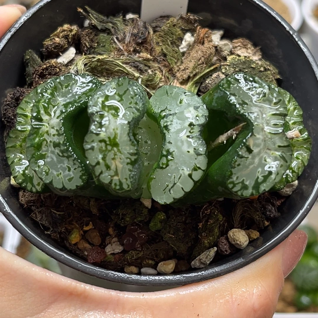 12北斋玉扇福利专场