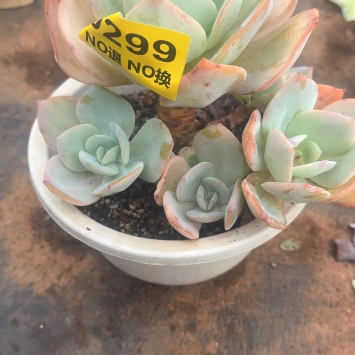 0299无砍老庄白凤