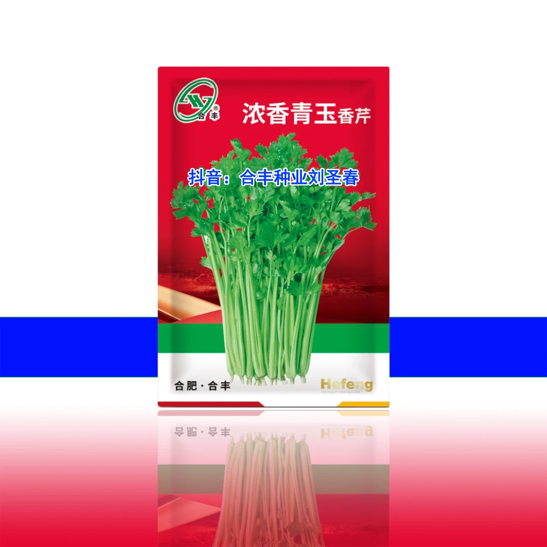 浓香青玉香芹种子四季种植小香芹口感脆香味浓抗性强产量高适应广
