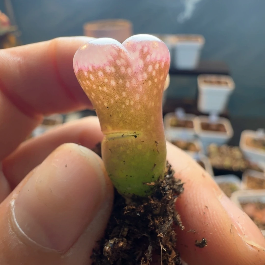 353一颗有瑕疵福利出