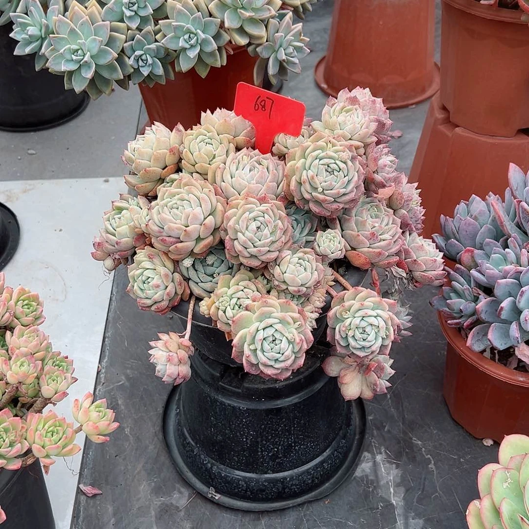 贺*怡687霜花多肉植物