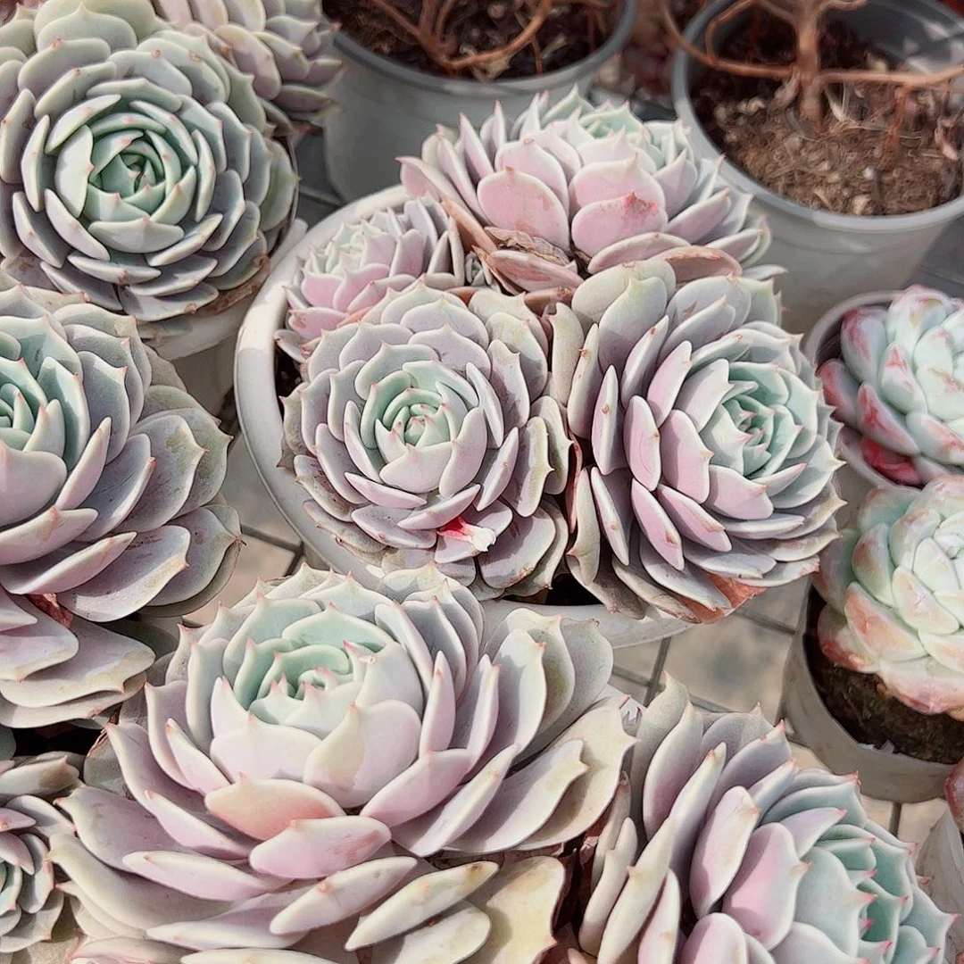 露娜莲多头群生精品特价