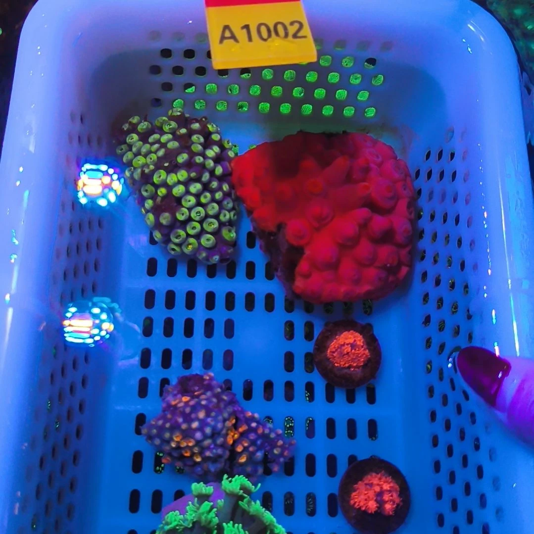 纽扣珊瑚10021002