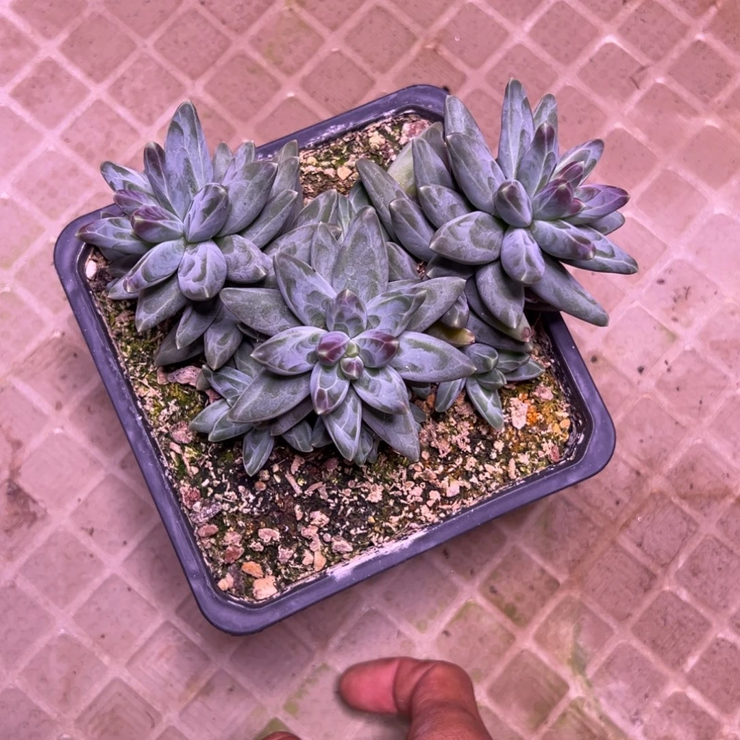 小***了凤羽多肉多肉植物15