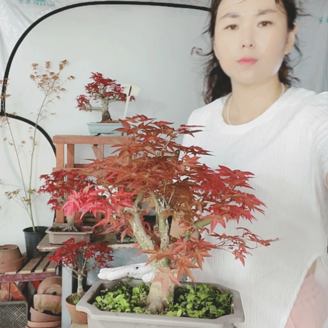 【闪购商品】完全开放用****2
