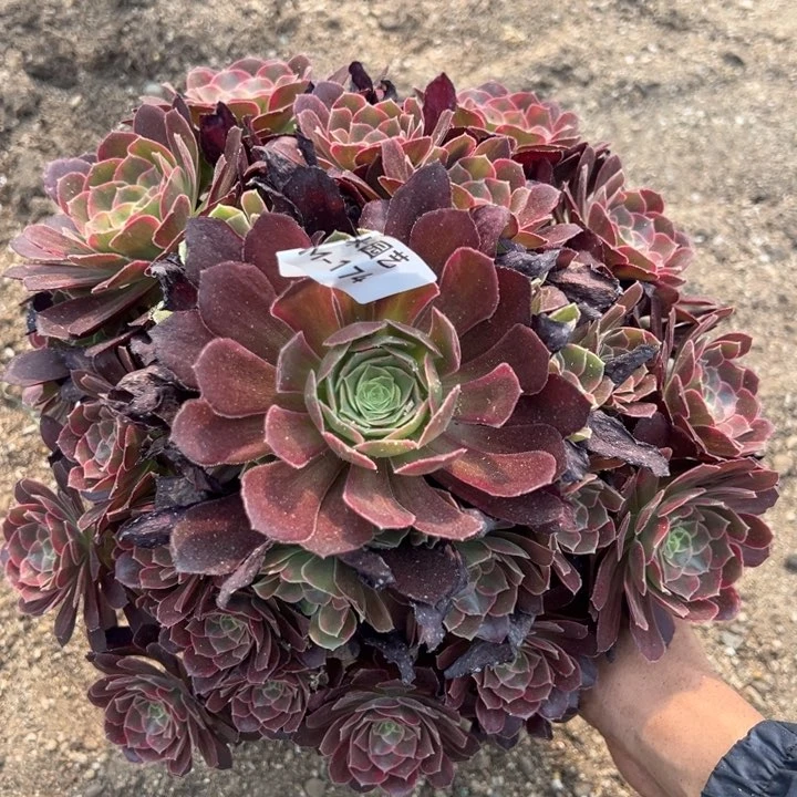 安娜大手捧多肉植物174