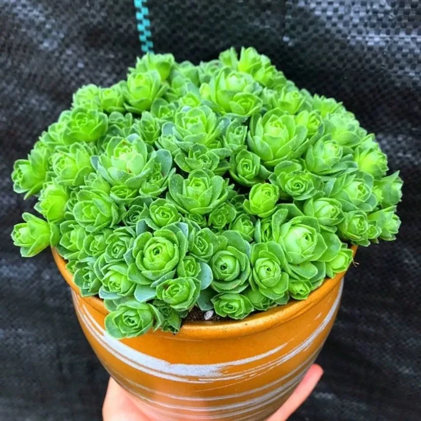 【满9.9包邮】穴盘山地玫瑰7颗3-4cm多肉植物以直播间展示为主