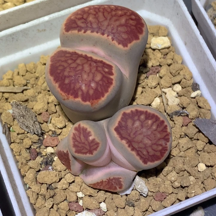 精品多肉植物精品多肉丝绒菊