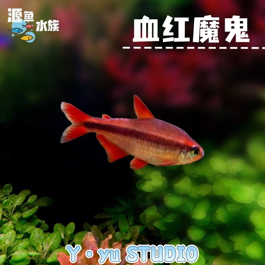 血红魔鬼/热带鱼/观赏鱼/南美灯鱼/草缸/南美缸/不分公母/混养