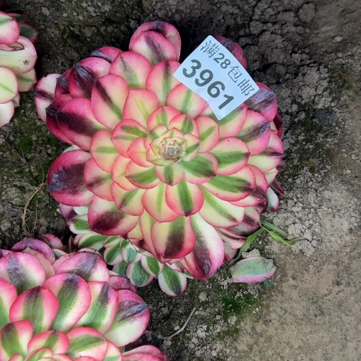 3961南荔枝多肉植物