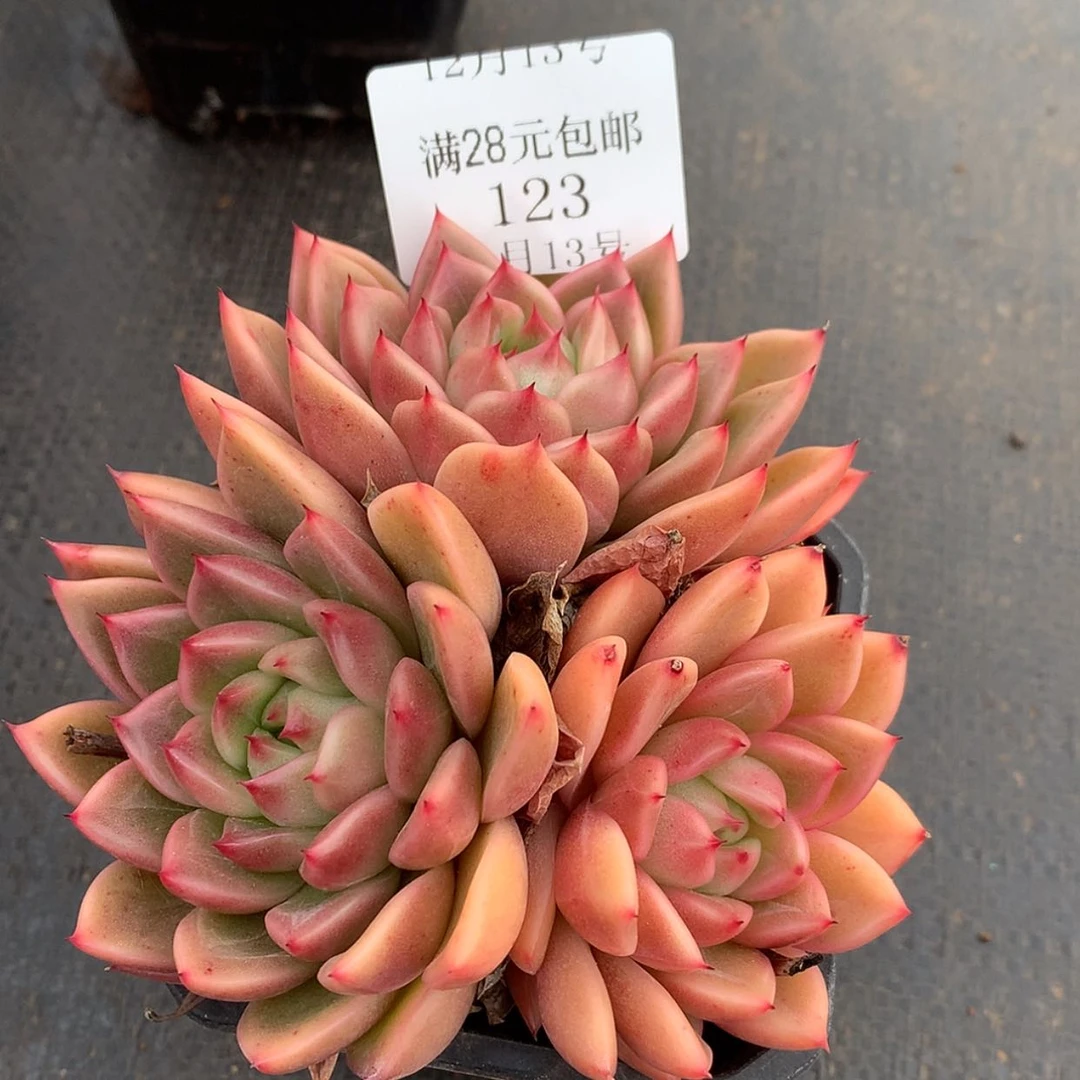 【闪购商品】云123号