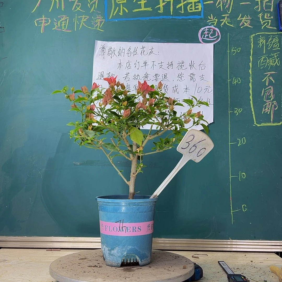 当前无花栽培后可以开花酒红  360