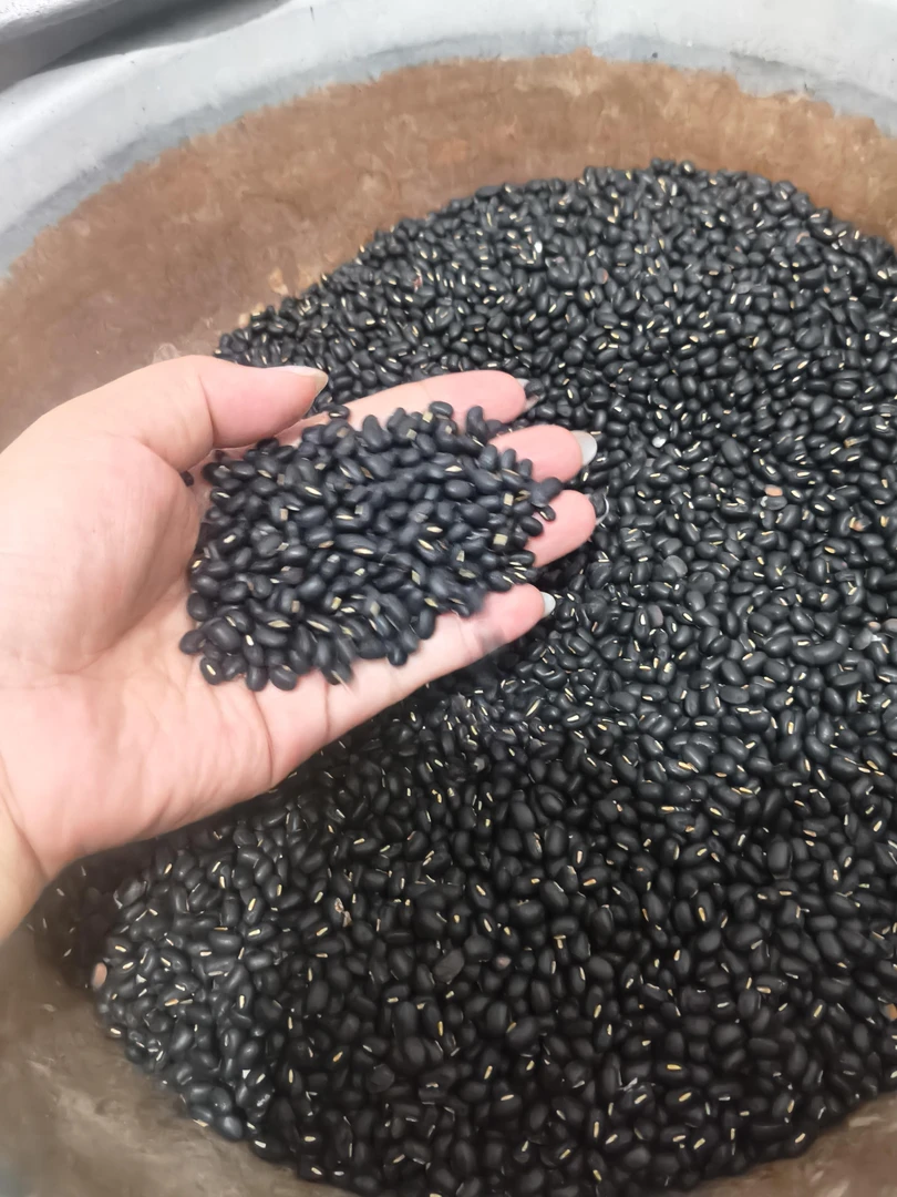 黑豆半斤东北黑豆 五谷杂粮打豆浆专用