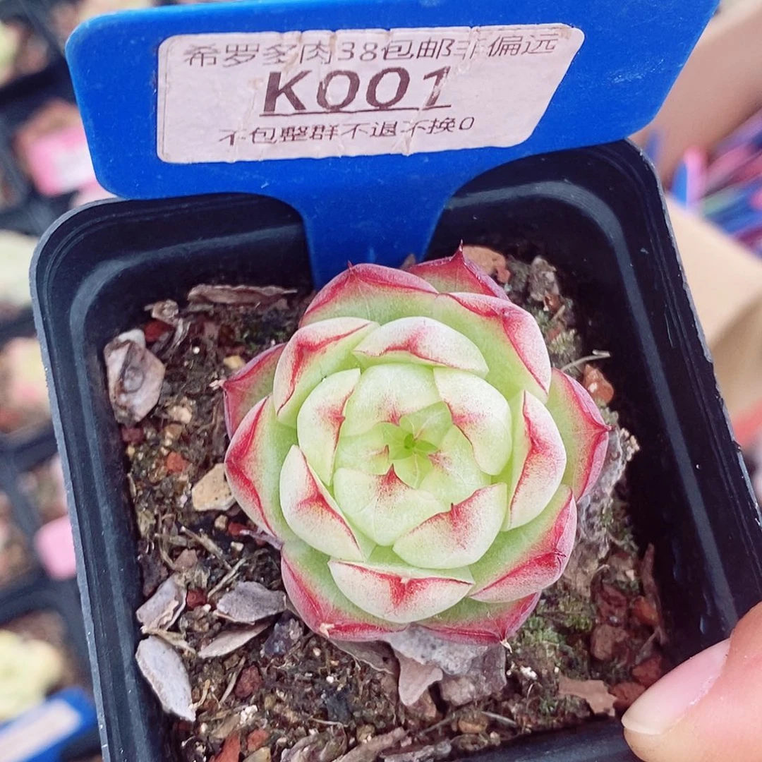 麦秆4.5cm多肉植物