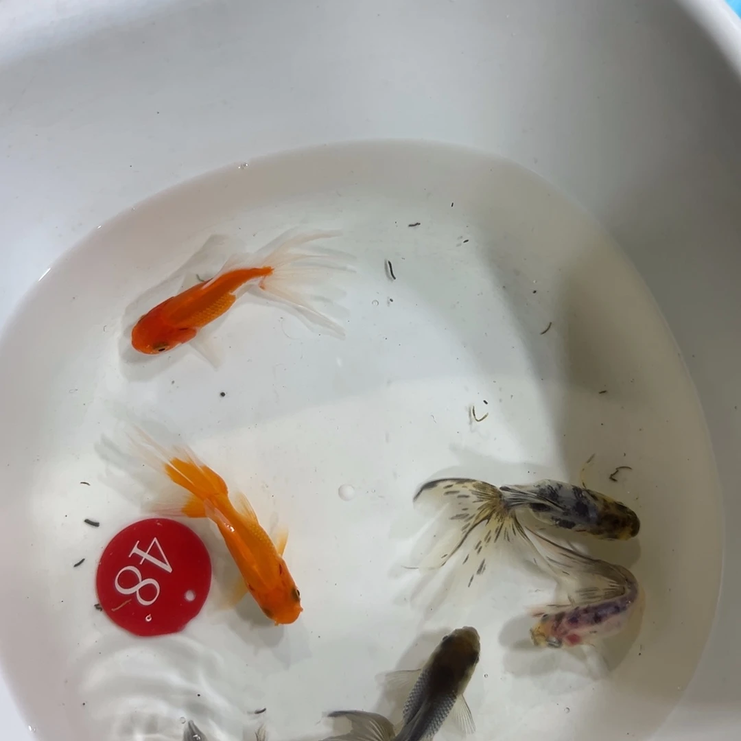 凌***阁金鱼48号。云石丹凤25 云石凤高2条40 蓝和红2条30