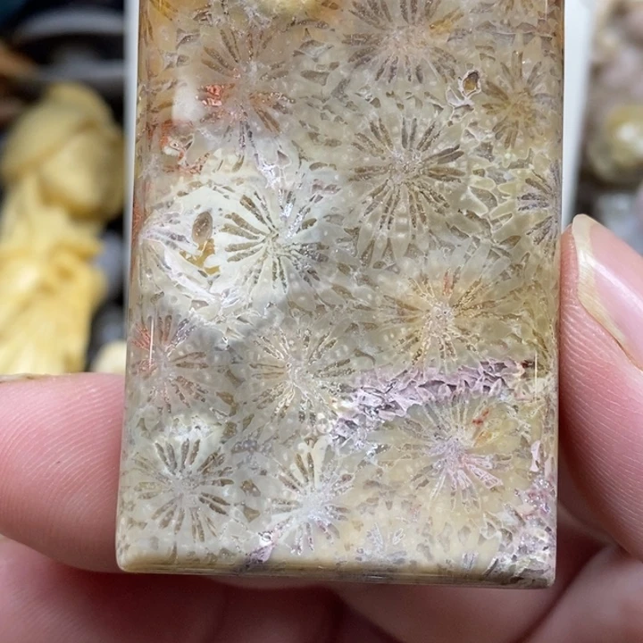 硅化珊瑚（珊瑚玉）未镶嵌颈饰