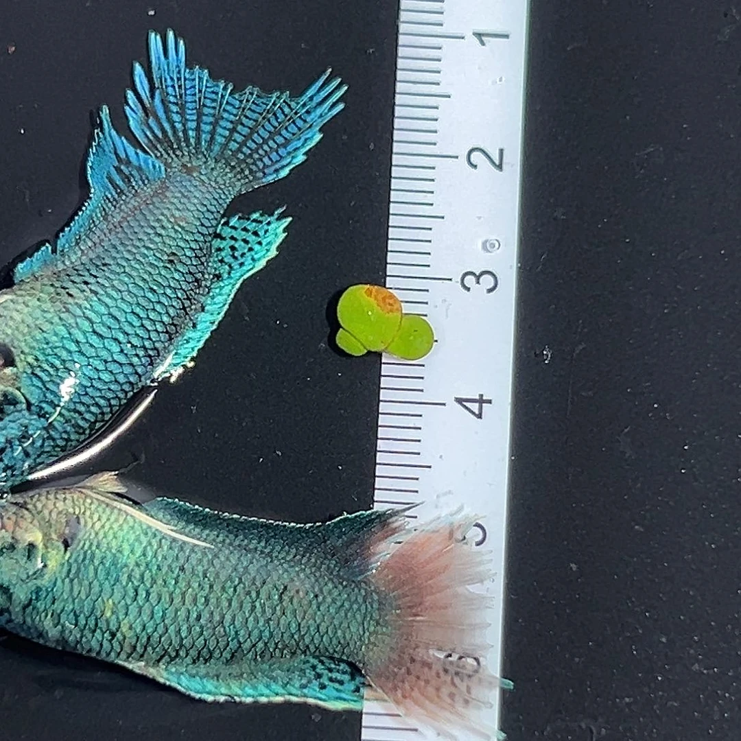 斗鱼斗鱼，一鱼一拍