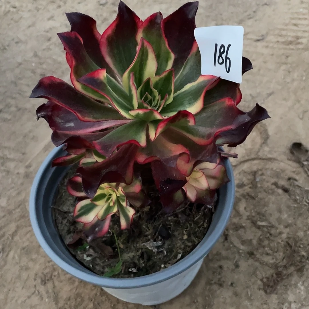 小****法师植物魅影法师186