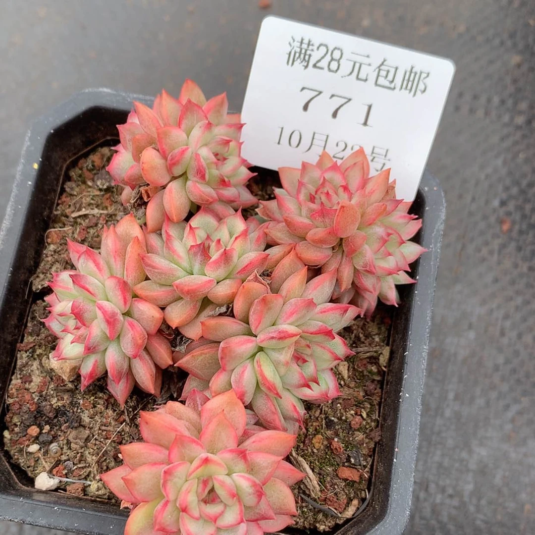 【闪购商品】云771号