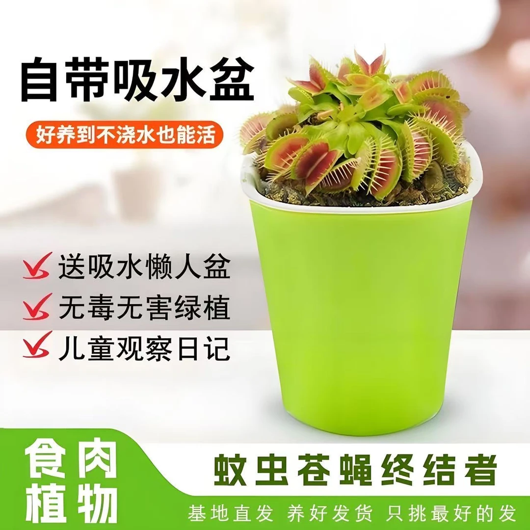 【迷你小盆栽】捕蝇草盆栽桌面仙人球多肉驱蚊草食虫草猪笼草食人花