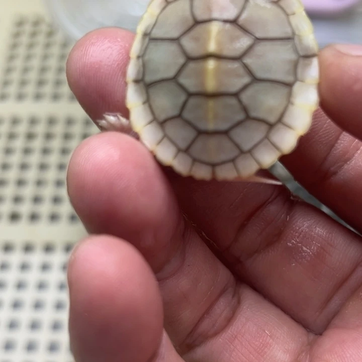 绿毛龟不分公母888888888