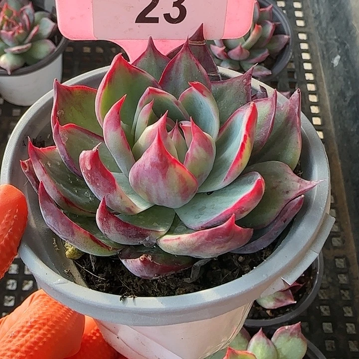 23 惊鸿仙子多肉植物6-9cm